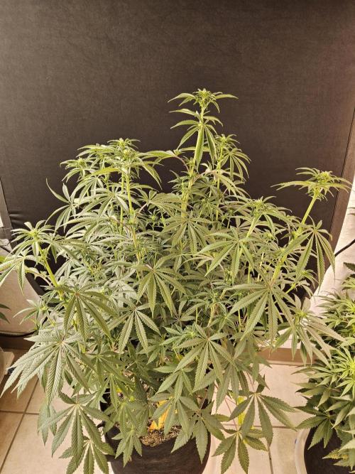 Very Cherry. Week 10