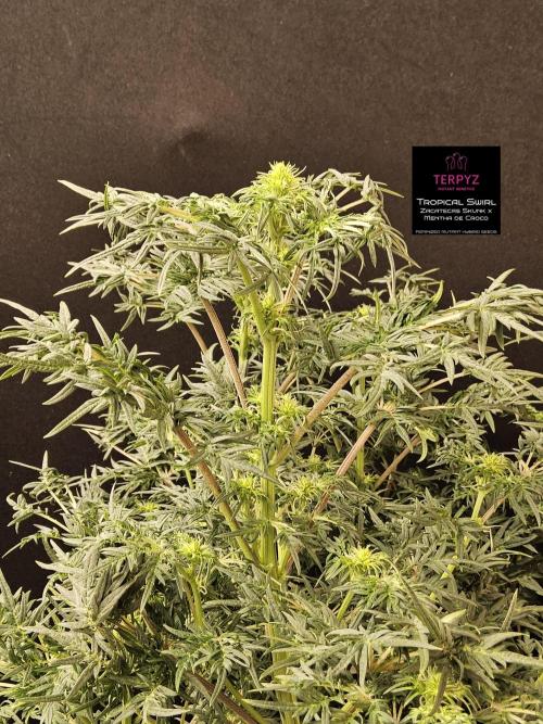 Freak Swirl. Week 10