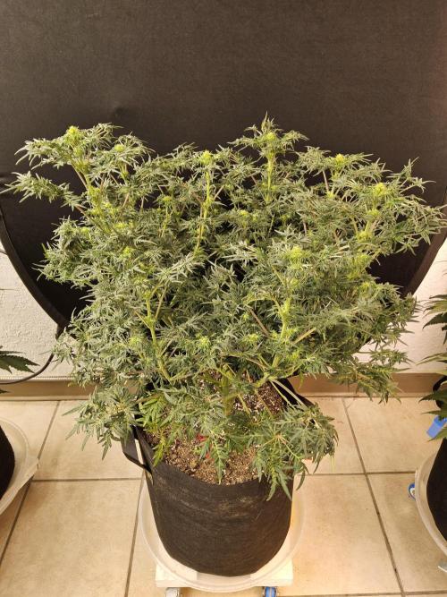 Freak Swirl. Week 10