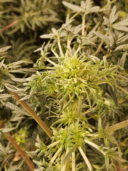 Freak Swirl. Week 10