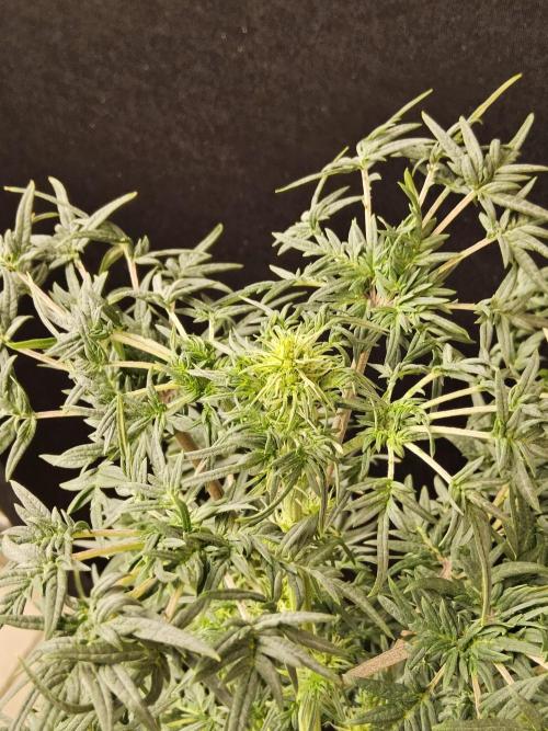 Freak Swirl. Week 10