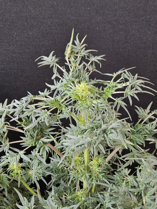 Freak Swirl. Week 10