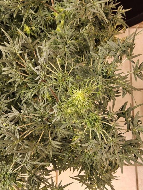 Freak Swirl. Week 10