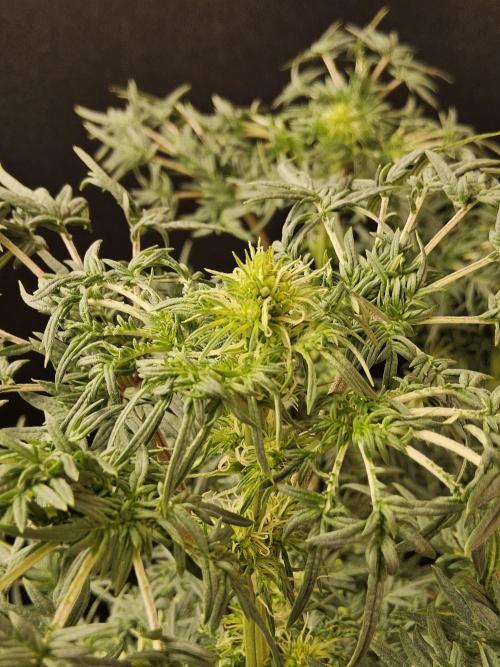 Freak Swirl. Week 10