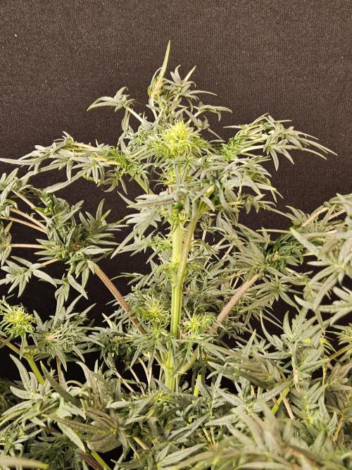 Freak Swirl. Week 10