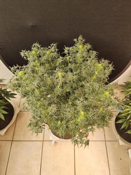 Freak Swirl. Week 10