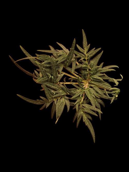 Freak Swirl. Week 10