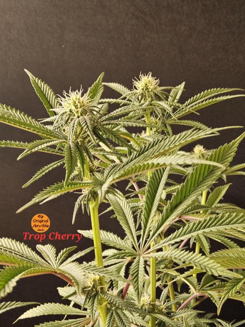 Very Cherry. Week 11