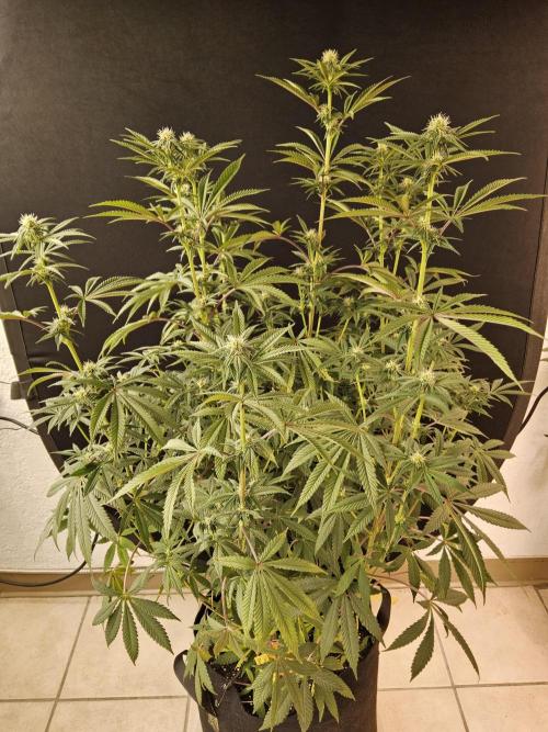Very Cherry. Week 11