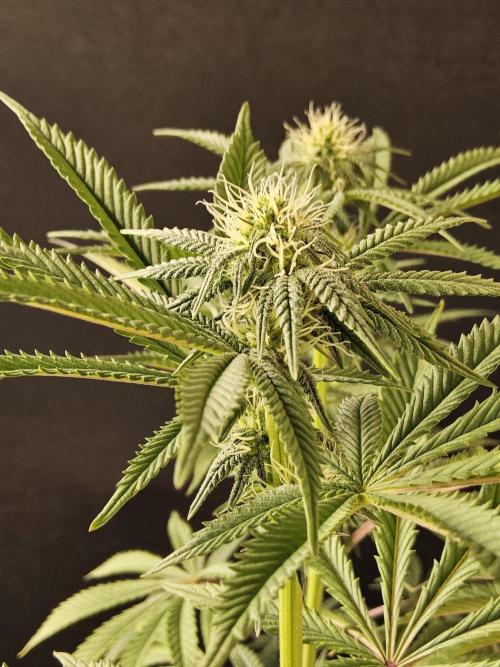 Very Cherry. Week 11