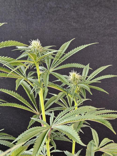 Very Cherry. Week 11