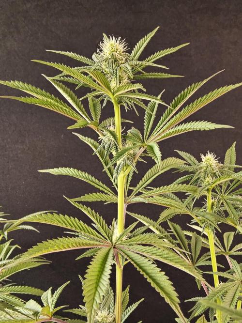 Very Cherry. Week 11