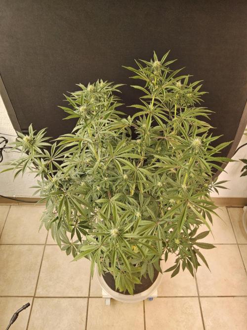 Very Cherry. Week 11