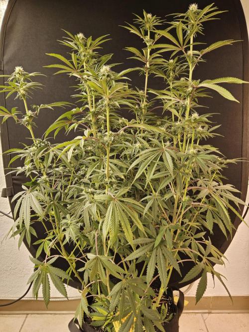 Very Cherry. Week 11