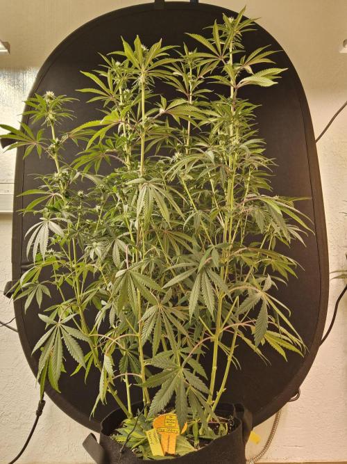 Very Cherry. Week 11