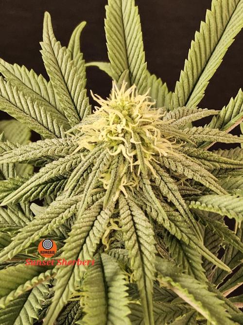 A Kannabian Sunset. Week 11
