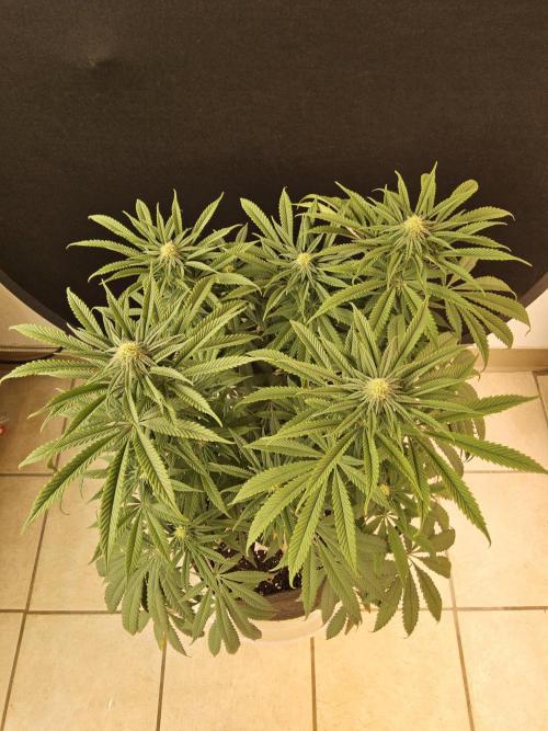 A Kannabian Sunset. Week 11