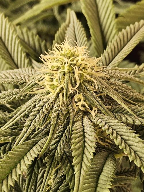 A Kannabian Sunset. Week 11