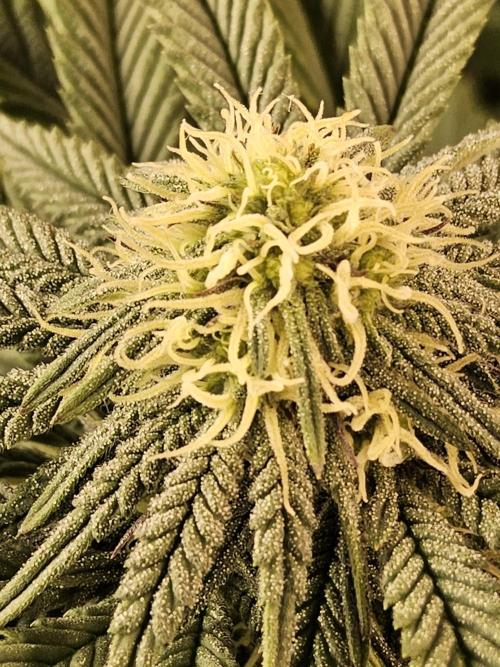 A Kannabian Sunset. Week 11