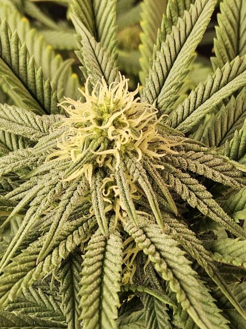 A Kannabian Sunset. Week 11