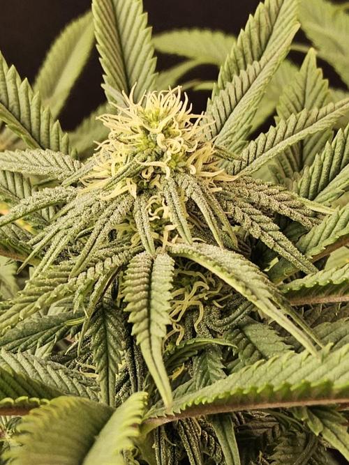 A Kannabian Sunset. Week 11