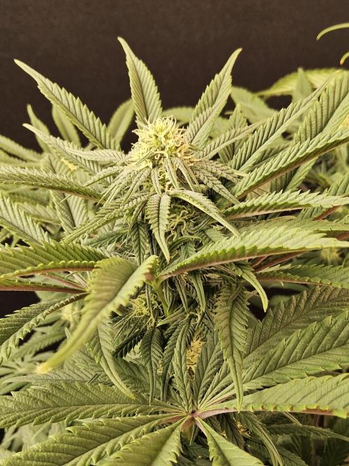 A Kannabian Sunset. Week 11