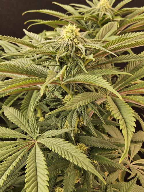 A Kannabian Sunset. Week 11