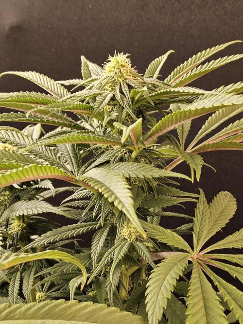 A Kannabian Sunset. Week 11
