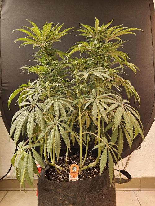 A Kannabian Sunset. Week 11