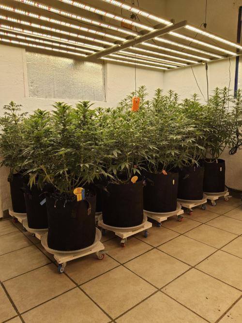 A Kannabian Sunset. Week 11