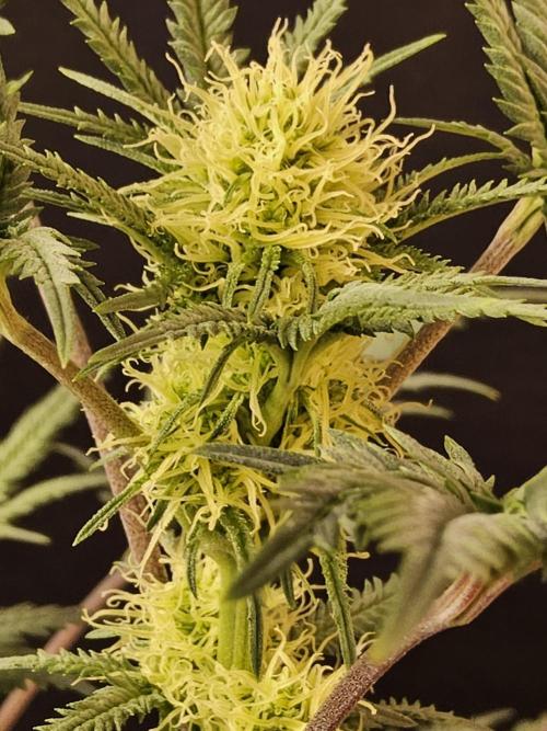Freaky Croco. Week 11
