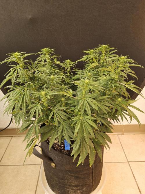 Sweet Guava Root. Week 11