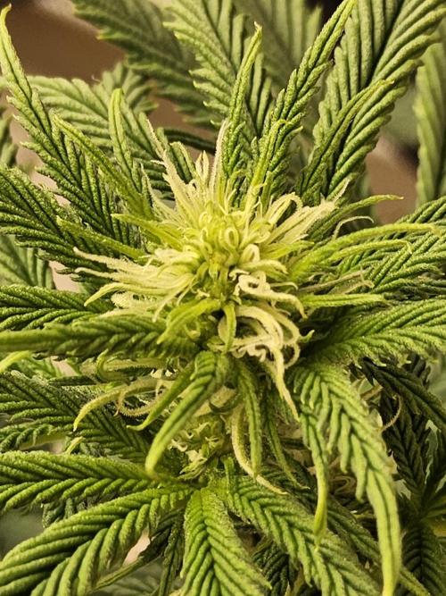 Sweet Guava Root. Week 11