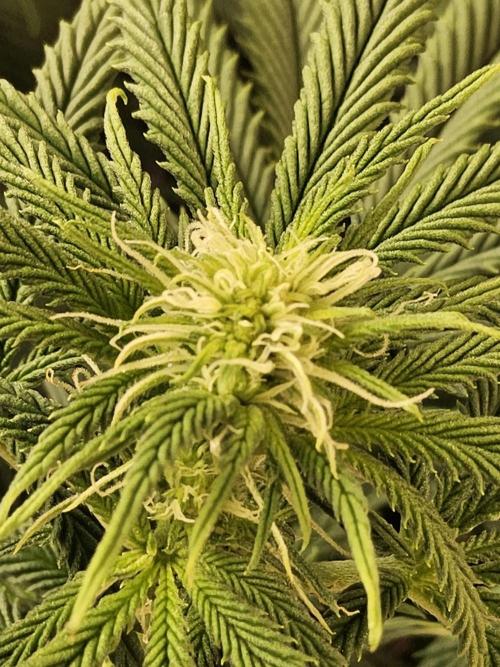 Sweet Guava Root. Week 11