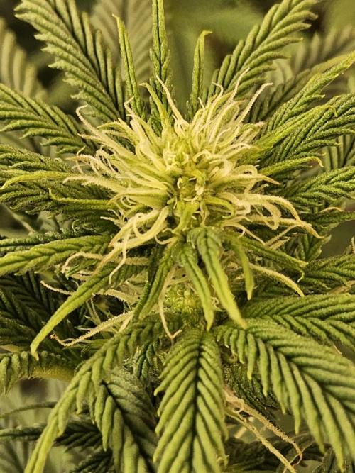 Sweet Guava Root. Week 11
