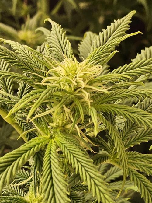Sweet Guava Root. Week 11