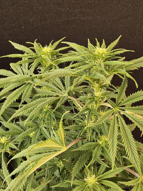 Sweet Guava Root. Week 11