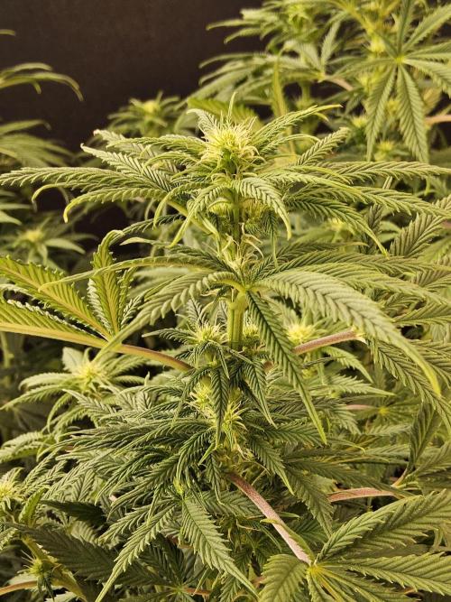 Sweet Guava Root. Week 11