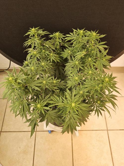 Sweet Guava Root. Week 11