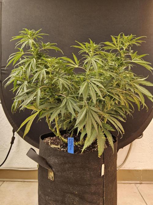 Sweet Guava Root. Week 11