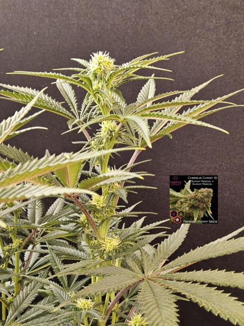 Freaky Cheese. Week 11