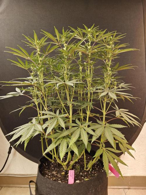 Freaky Cheese. Week 11