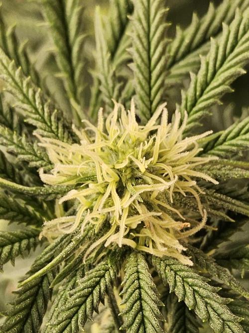 Freaky Cheese. Week 11
