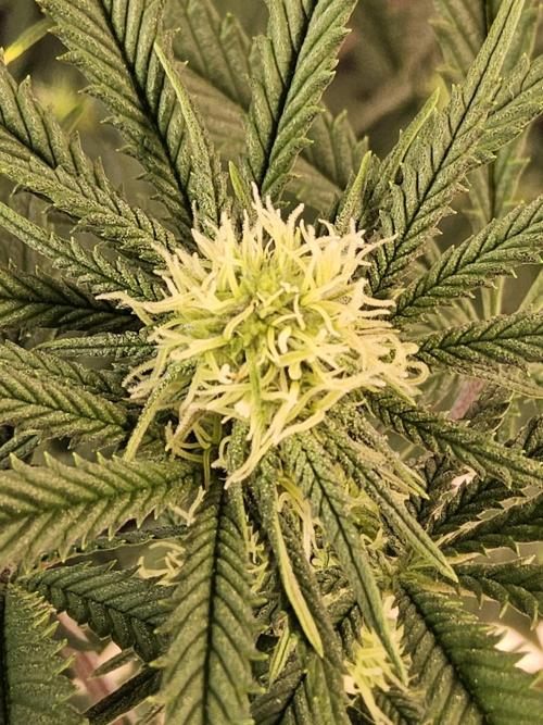 Freaky Cheese. Week 11