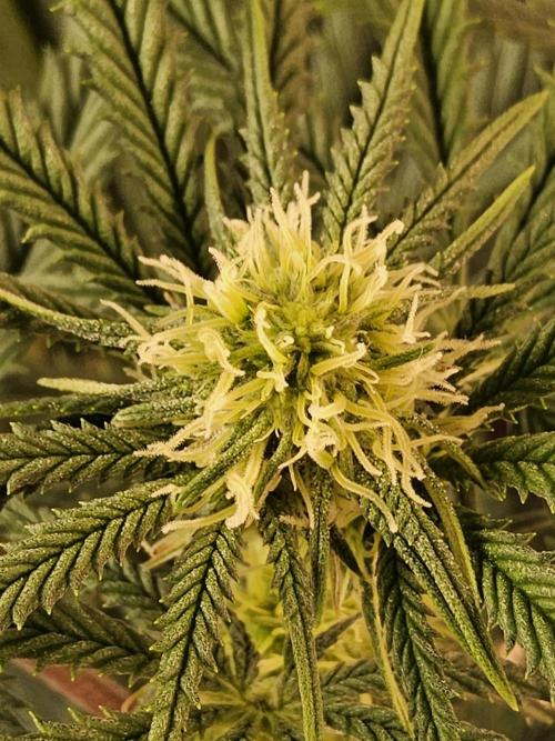 Freaky Cheese. Week 11
