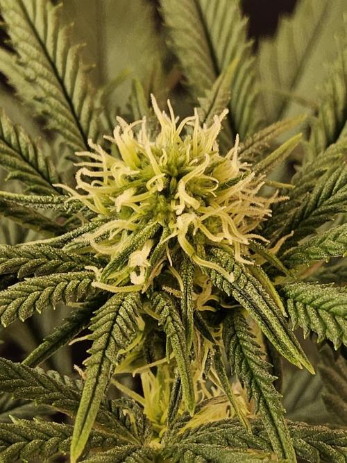 Freaky Cheese. Week 11