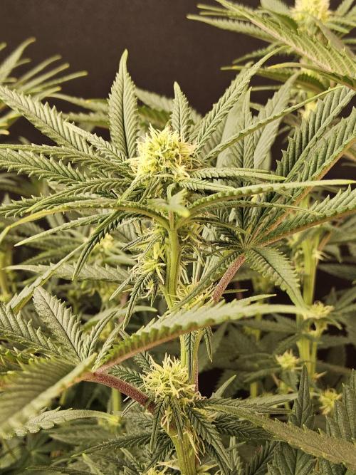 Freaky Cheese. Week 11
