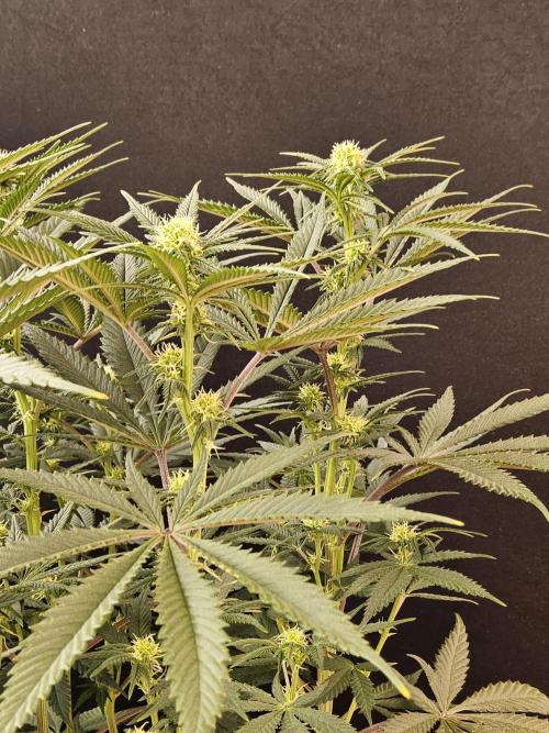 Freaky Cheese. Week 11