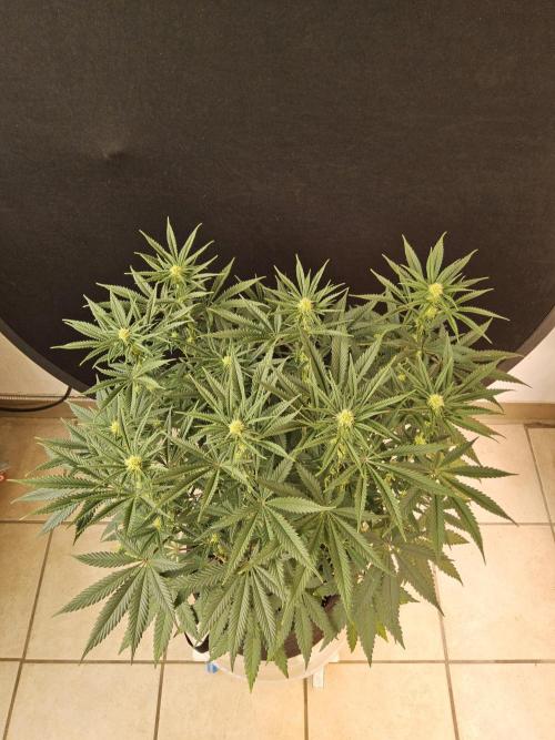 Freaky Cheese. Week 11
