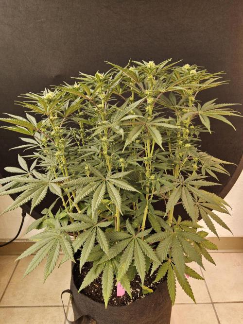Freaky Cheese. Week 11